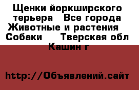 Щенки йоркширского терьера - Все города Животные и растения » Собаки   . Тверская обл.,Кашин г.